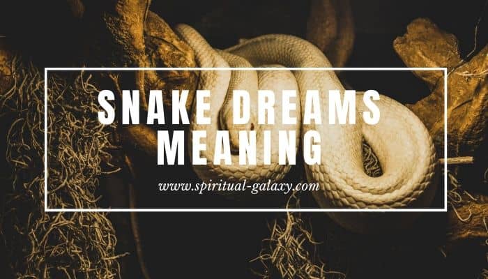 Snake Dreams Meaning: Ever Wondered What It Means?