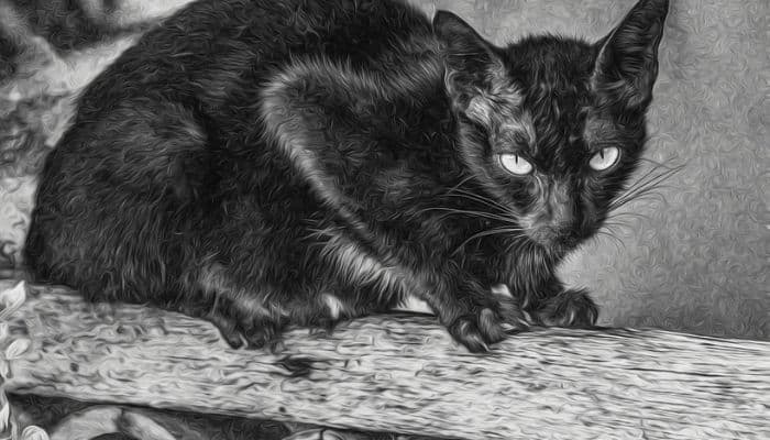 Black Cat Dream Meaning & Interpretation