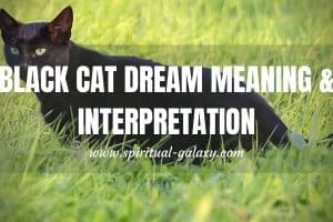 Black Cat Dream Meaning & Interpretation: Bad Luck?