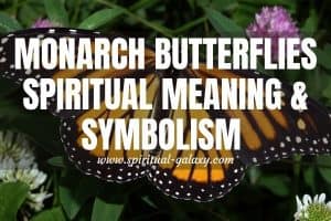 Monarch Butterflies Spiritual Meaning & Symbolism 