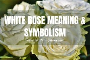 White Rose Meaning & Symbolism: Complete Guide!