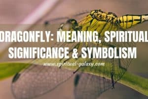 Dragonfly Spiritual Meaning, Symbolism & Significance
