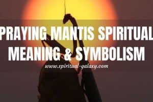 Praying Mantis Spiritual Meaning & Symbolism: Consider Meditation