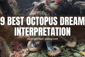 9 Best Octopus Dream Meaning: There Is Good In The Midst Of Bad
