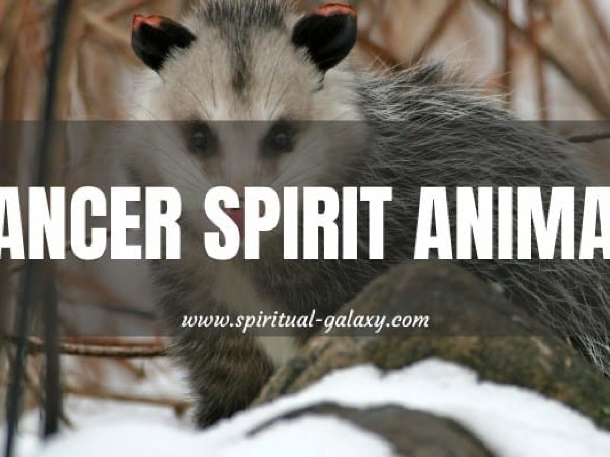 Cancer Spirit Animal: Not The Ones You Are Thinking Of! - Spiritual 