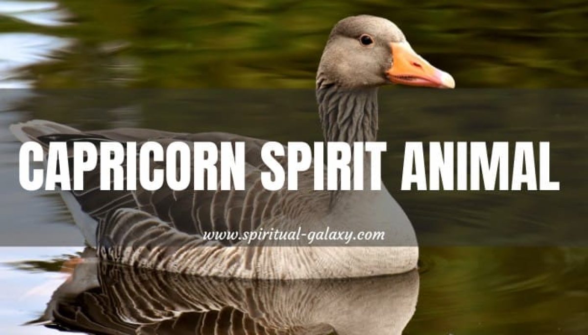 Capricorn Spirit Animal: The Goose, Find Out Why! 