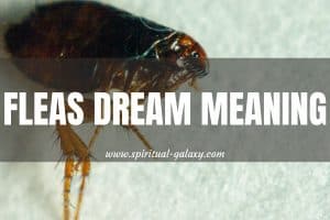 Fleas Dream Meaning: Draining Your Energy And Motivation