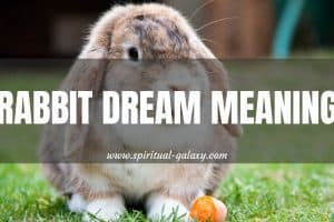 Rabbit Dream Meaning: In Love, Career, & Spiritual Life!