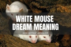 White Mouse Dream Meaning: Stop Worrying about Small Things!