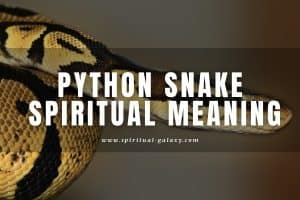 Python Snake Spiritual Meaning: Does It Bring a Bad Omen?