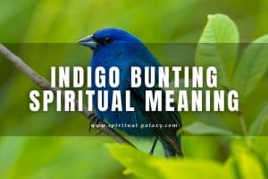 Indigo Bunting Spiritual Meaning: Does It Bring A Good Omen?