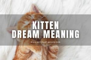 Kitten Dream Meaning: What Does Its Cuteness Signify to Your Life?