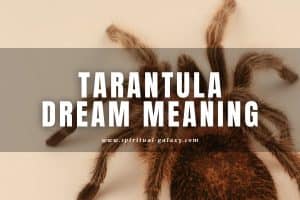 Tarantula Dream Meaning: Do You Feel Entangled Like in a Cobweb?