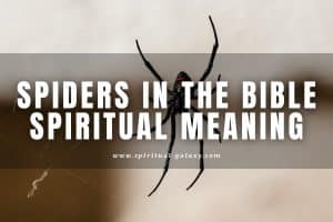 Spiders in the Bible Spiritual Meaning: Is It a Bad Sign?