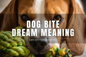 Dog Bite Dream Meaning: Are You Gonna Get Hurt?