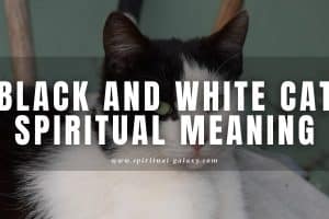 Black and white cat spiritual meaning: What does it signify?