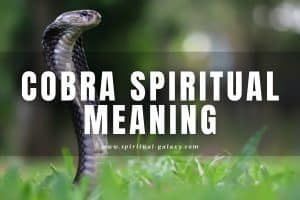 Cobra spiritual meaning: Symbolism, Culture, and Dream