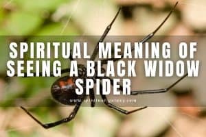 Spiritual meaning of seeing a black widow spider: Is it bad?