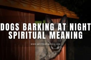 Dogs barking at night spiritual meaning: Is it bad or just behaviour?