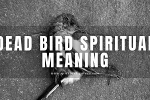 Dead bird spiritual meaning: Omen, Dreams, and Symbolism