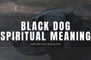 Black dog spiritual meaning: Is it a bad omen?