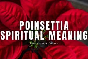 Poinsettia Spiritual Meaning: The popular holiday flowers