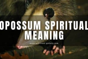 Opossum Spiritual Meaning: Messenger from the universe
