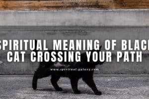 Spiritual meaning of black cat crossing your path: Is it bad luck?