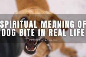 Spiritual Meaning of Dog Bite In Real Life: Is it Bad Luck?