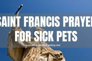 Saint Francis Prayer for Sick Pets: Stewardship of Creation